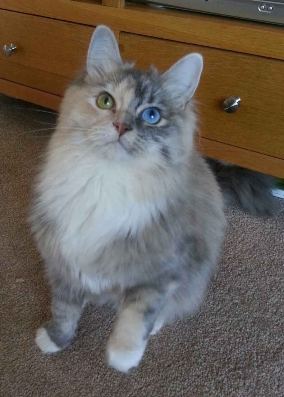 中国女篮主教练注重细节管理 战术执行更精准,中国女篮主教练有哪些