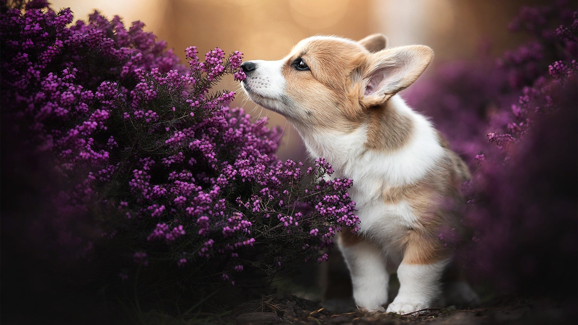 开运体育电脑版-中国女篮提升罚球命中率，中国女篮提升罚球命中率的方法