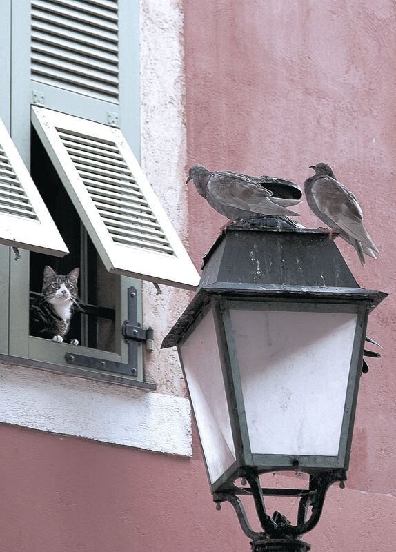 浙江雄狮通过全员跑动打出高效进攻节奏，浙江雄狮烟现在还卖吗