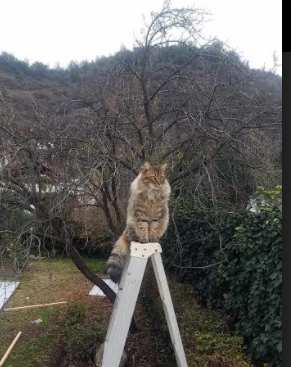 自由式滑雪项目增加心理素质训练内容,自由式滑雪项目增加心理素质训练内容是什么