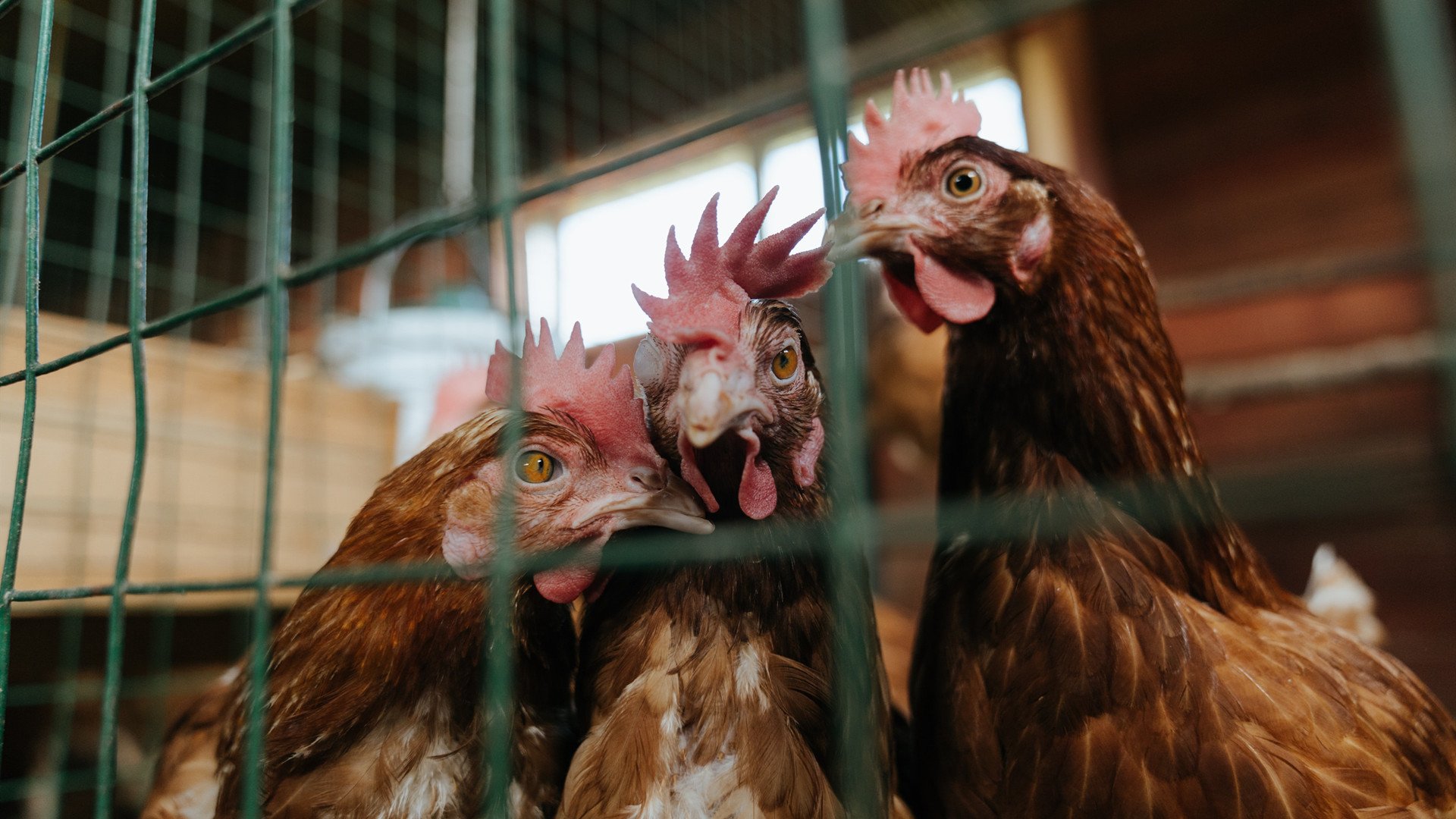 开云体育娱乐-“美洲狮队的崭新战术成就了阿根廷橄榄球的辉煌”