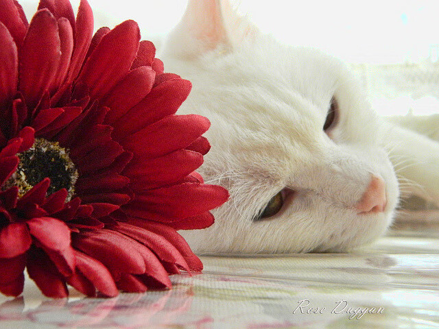 世界杯逆天逆转:英雄再造奇迹!,世界杯大逆转