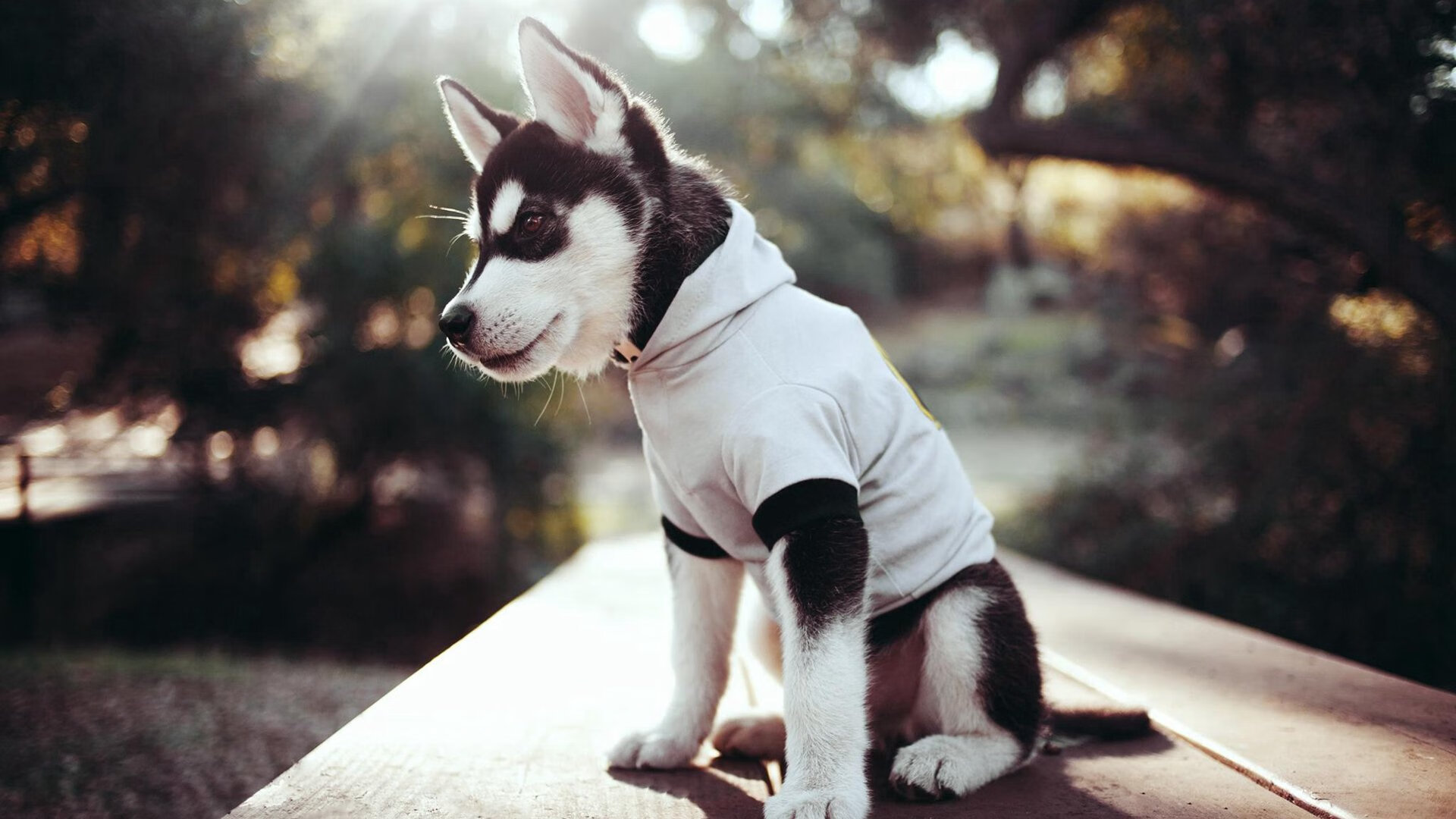 中国足球俱乐部加强青训教练人才储备,中国足球青训补偿及培训费