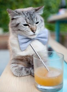 仰泳新秀比利时表现超预期，仰泳决赛直播