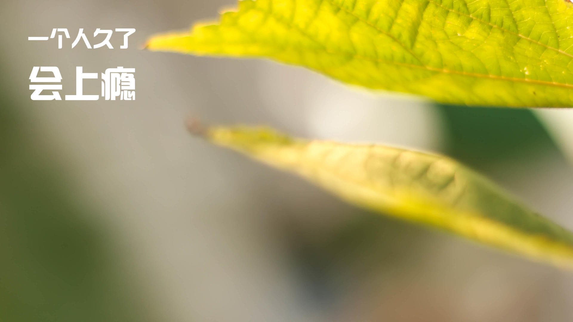 塔图姆带队逆转凯尔特人东部前四稳固，塔图姆和凯尔特人合同