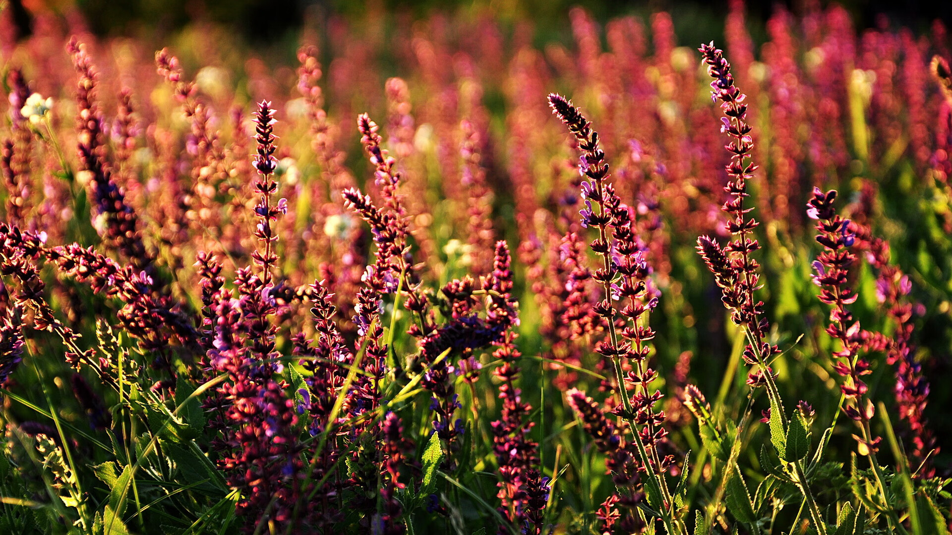 校园足球联赛设置学术积分支持学生综合发展，校园足球比赛积分表