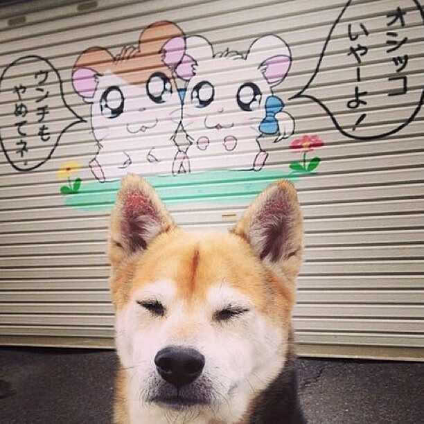 法国混合接力赛场表现引发热议，法国乒乓混双是谁