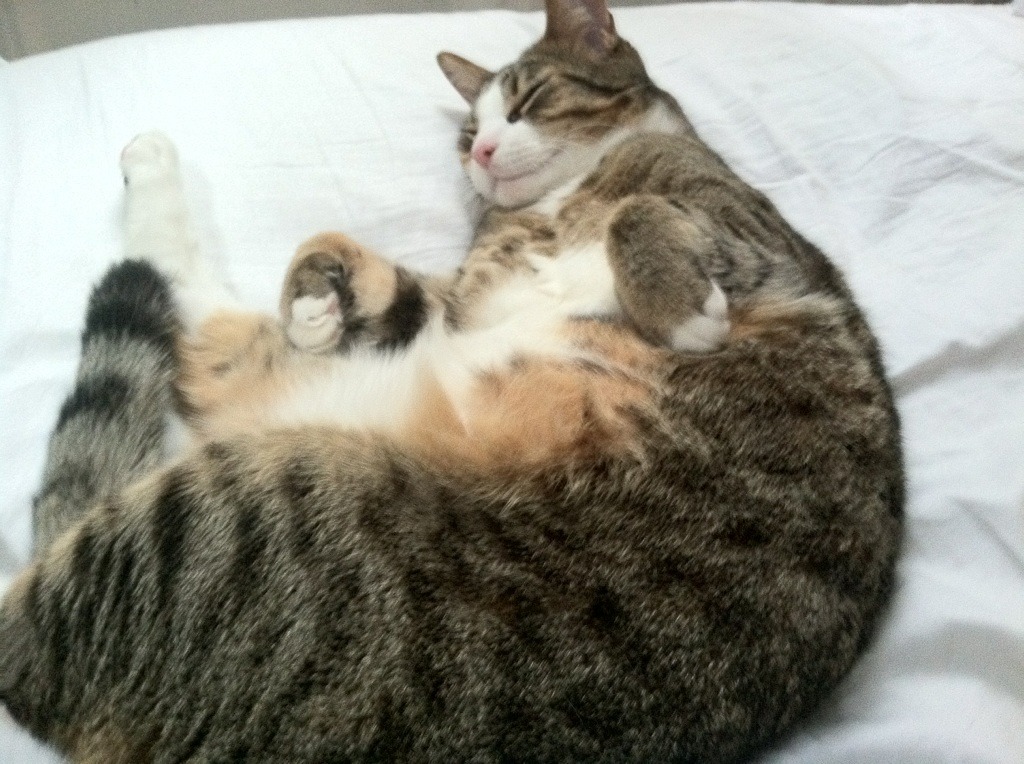 瑞·弗兰:他的防守和传球能力总能在关键时刻帮助全黑队创造胜机