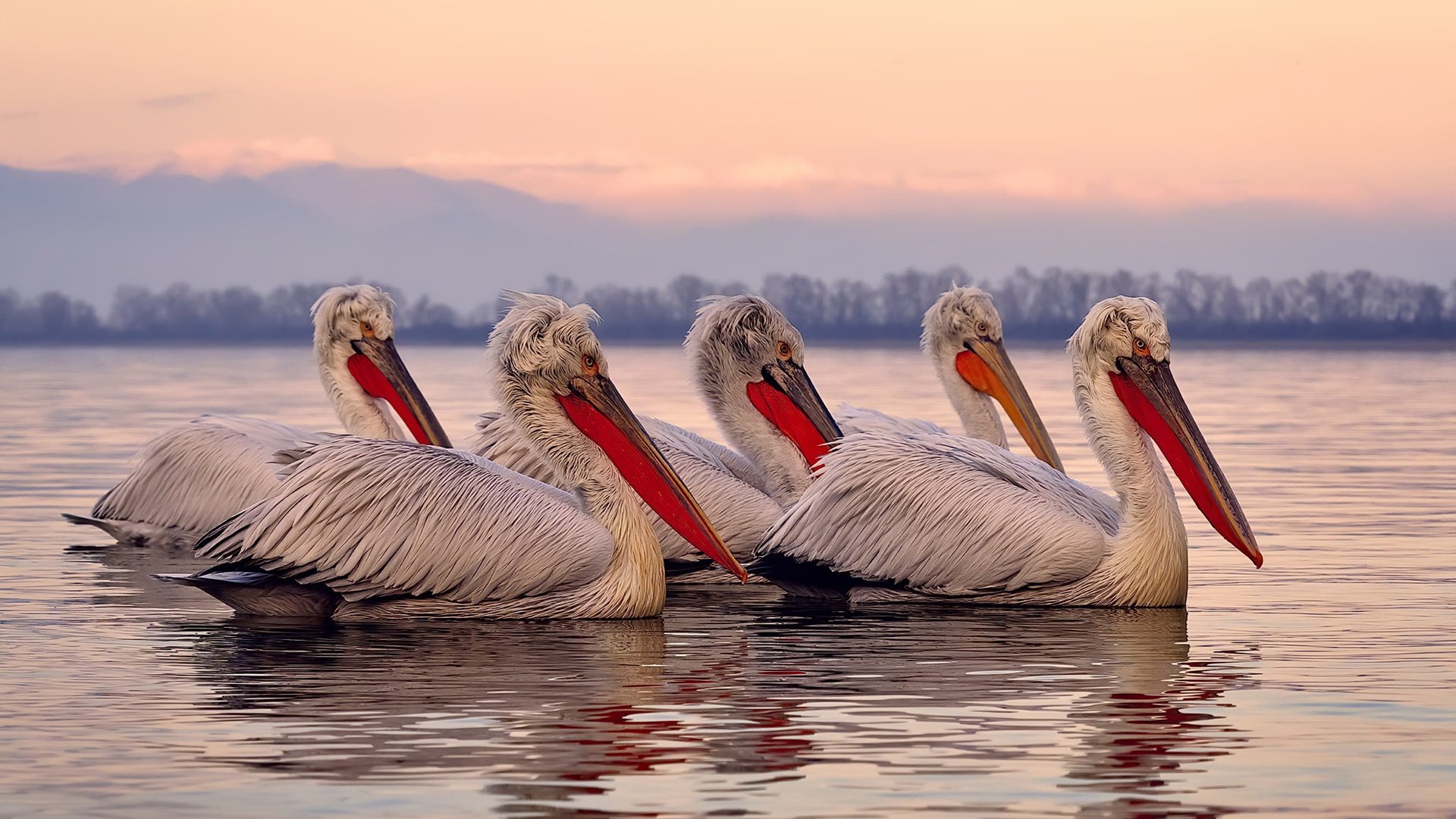 3-0光速取胜,樊振东用实力征服全场与对手,樊振东破纪录